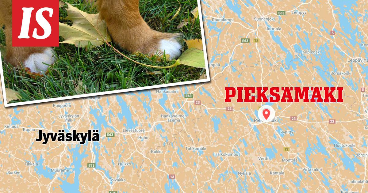 Poliisi tutkii: Koira sai oireita myrkystä – pistikö joku myrkkysyötin  tienvarteen? - Kotimaa - Ilta-Sanomat