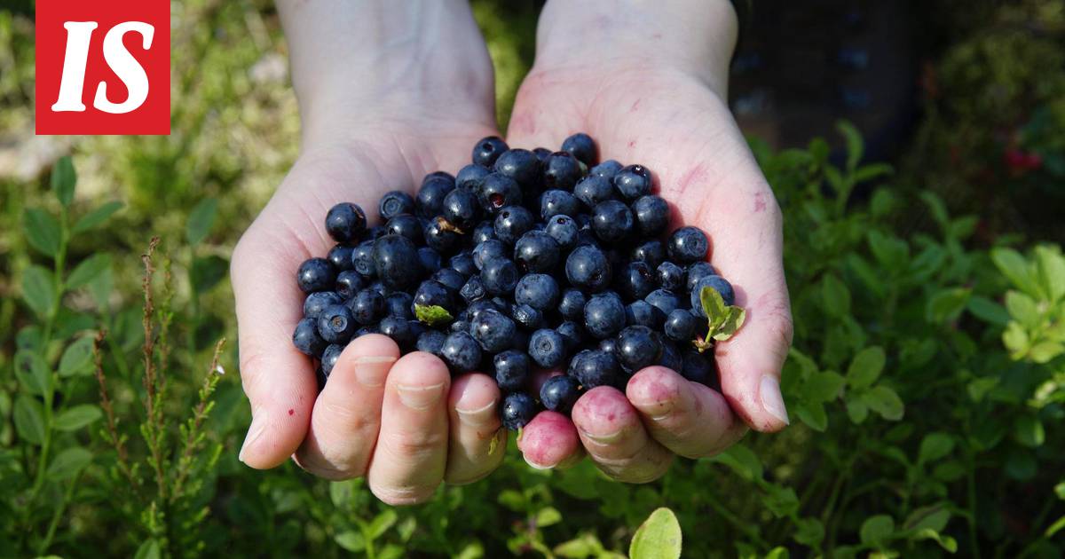 VTT:n johtava tutkija suosittelee suomalaista mustikkaa –  terveysvaikutuksiltaan paljon parempi kuin pensasmustikka - Ajankohtaista -  Ilta-Sanomat