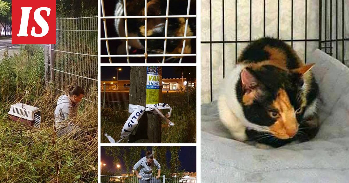Kissa hyökkäili ihmisten ja koirien kimppuun Vantaalla - Kotimaa -  Ilta-Sanomat