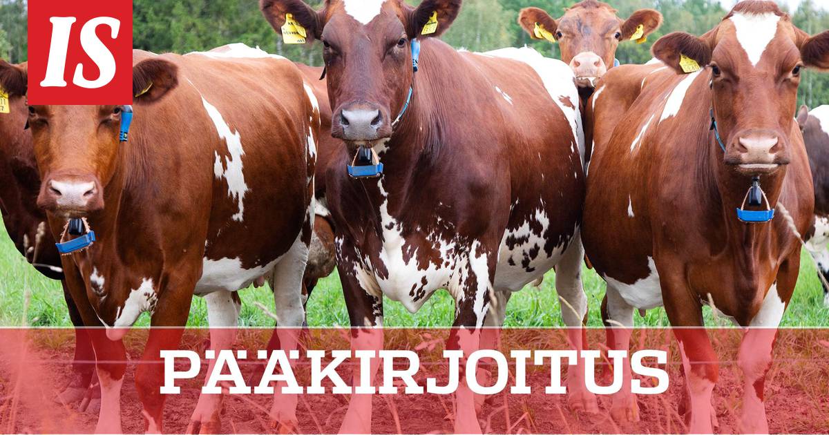 Pääkirjoitus: Kunnianpalautus Suomen lehmälle – mainettaan parempi ilmaston  kannalta - Pääkirjoitus - Ilta-Sanomat