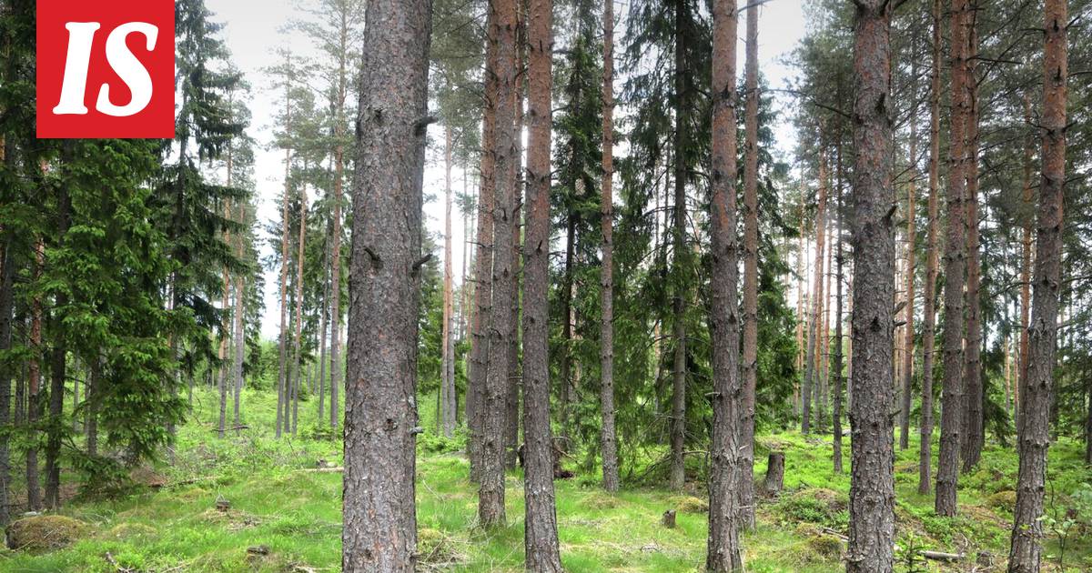 Testaa, kuinka hyvin tunnet Suomen puut - Kotimaa - Ilta-Sanomat