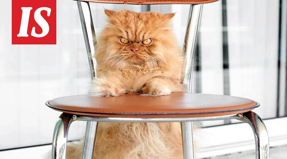 Tässä on Garfi, maailman vihaisimman näköinen kissa! - Lemmikit -  Ilta-Sanomat