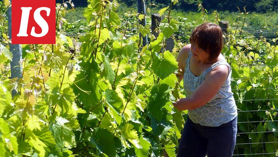 Sisko, 62, viettää eläkepäiviään pysyvästi Unkarissa: Talon ja viinitilan  hinta vain noin 70000 euroa - Asuminen - Ilta-Sanomat
