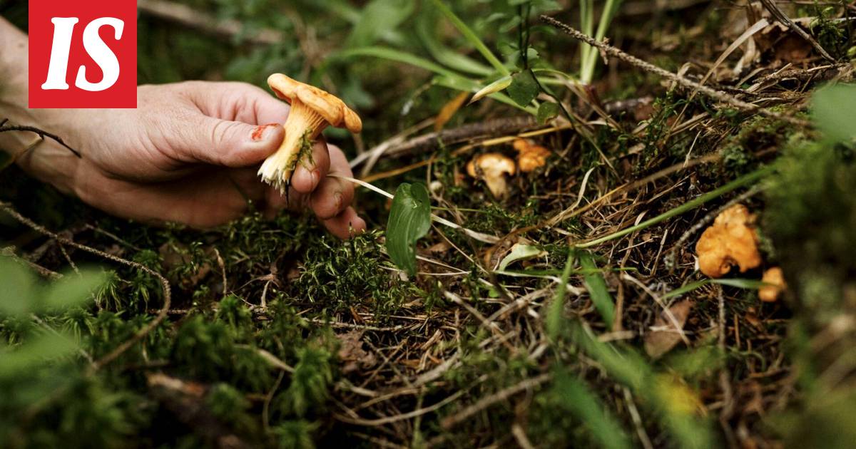 Viime aikojen epävakaat säät ovat hellineet sienisatoa - Kotimaa -  Ilta-Sanomat