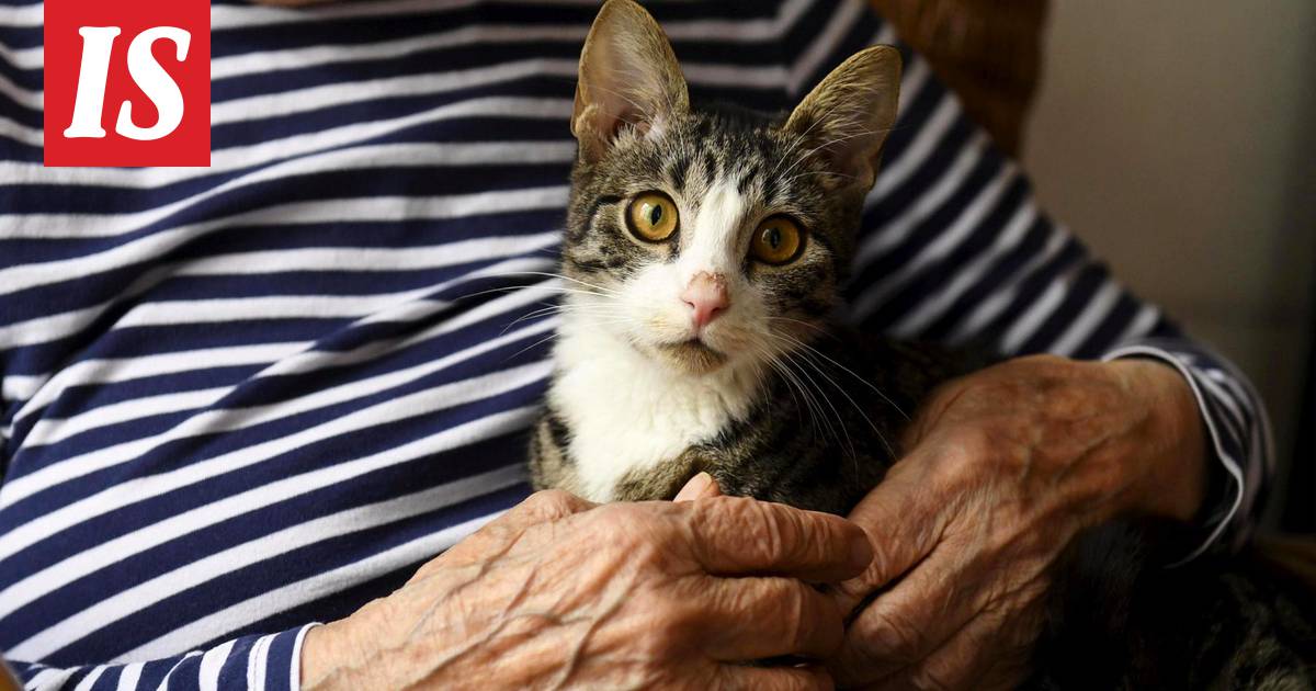 Koirat ja kissat saattavat yleistyä ikääntyneiden hoivakodeissa –  tutkimuksissa löydetty useita terveyshyötyjä - Kotimaa - Ilta-Sanomat