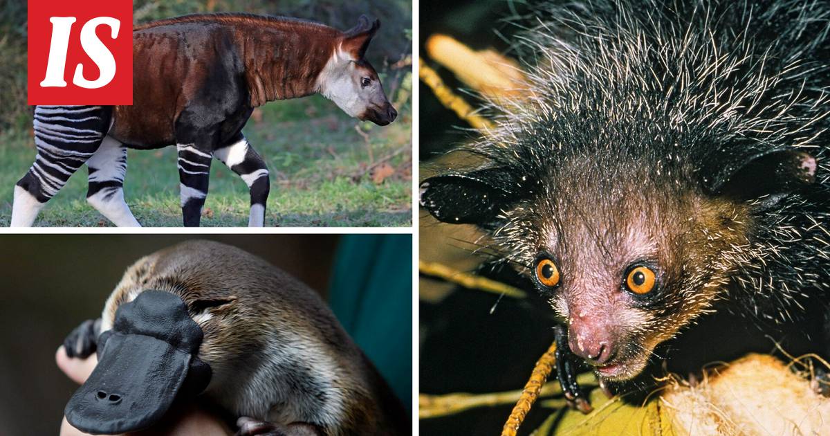 Testaa, tunnetko maailman oudoimmat eläimet - Ulkomaat - Ilta-Sanomat