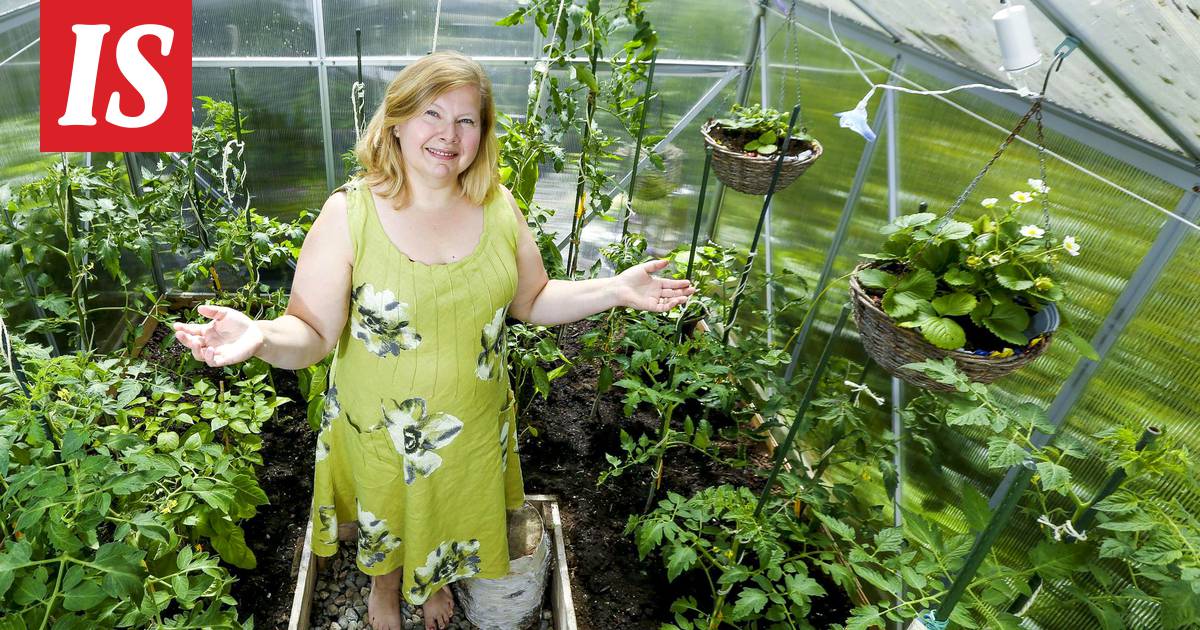 Annen puutarhassa tomaatit kukoistavat – äidin silakkaniksi toimii edelleen  - Asuminen - Ilta-Sanomat