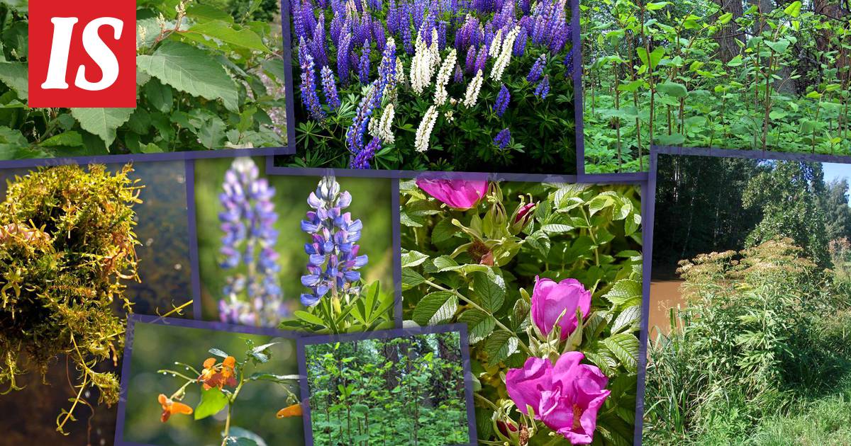Nämä 9 haitallista kasvia pitää kitkeä pois, jos löydät niitä kotipihaltasi  – eivät kuulu Suomen luontoon - Asuminen - Ilta-Sanomat