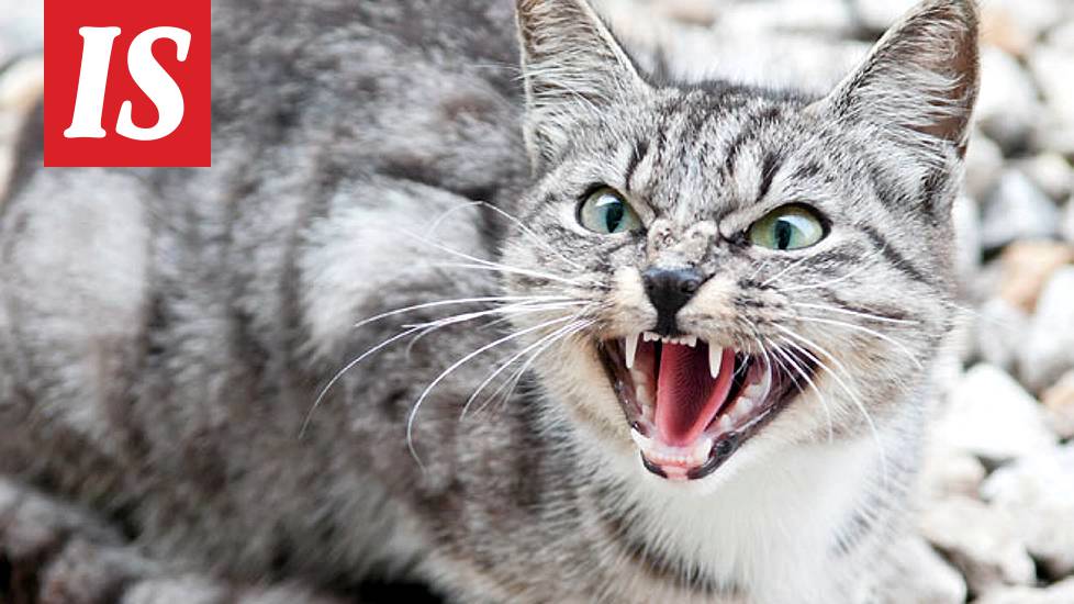 Kissat söivät omistajansa Britanniassa - Ulkomaat - Ilta-Sanomat