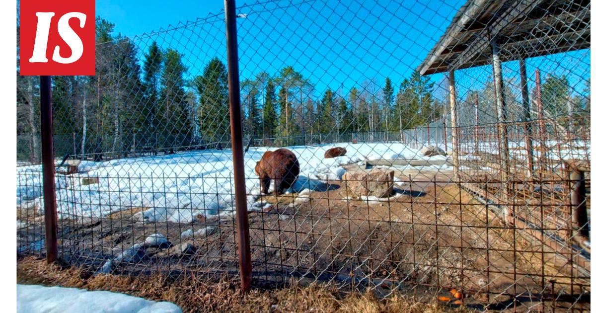 Pohjois-Suomen avi: Kuusamon suurpetokeskus ei ole järjestänyt kaikille  eläimille asianmukaista terveystarkastusta - Kotimaa - Ilta-Sanomat