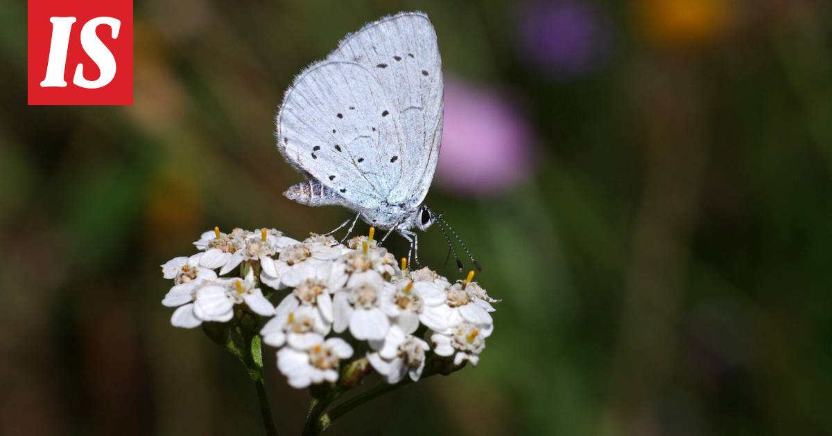Miksi nyt on niin paljon perhosia? Harvinainen ilmiö käynnissä Suomessa –  perhostutkija: ”Ei ole tapahtunut koskaan aiemmin” - Asuminen - Ilta-Sanomat