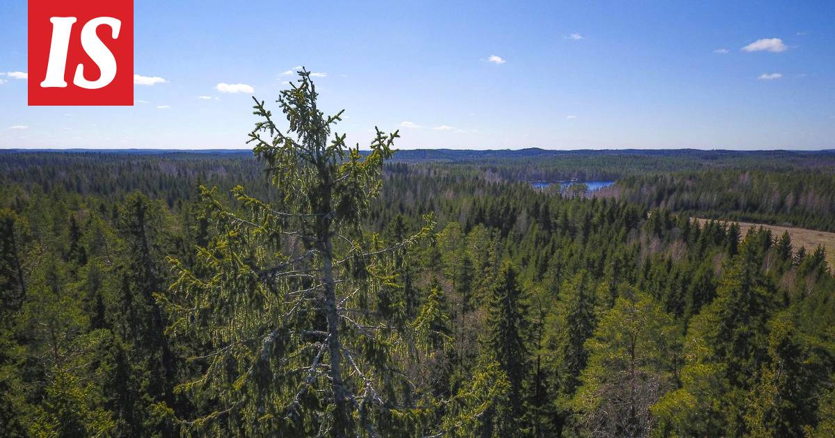 Suomen pisin luonnonvarainen puu seisoo piilossa syvällä metsässä  Päijät-Hämeessä – ”Todellinen valioyksilö” - Suomi 100 - Ilta-Sanomat