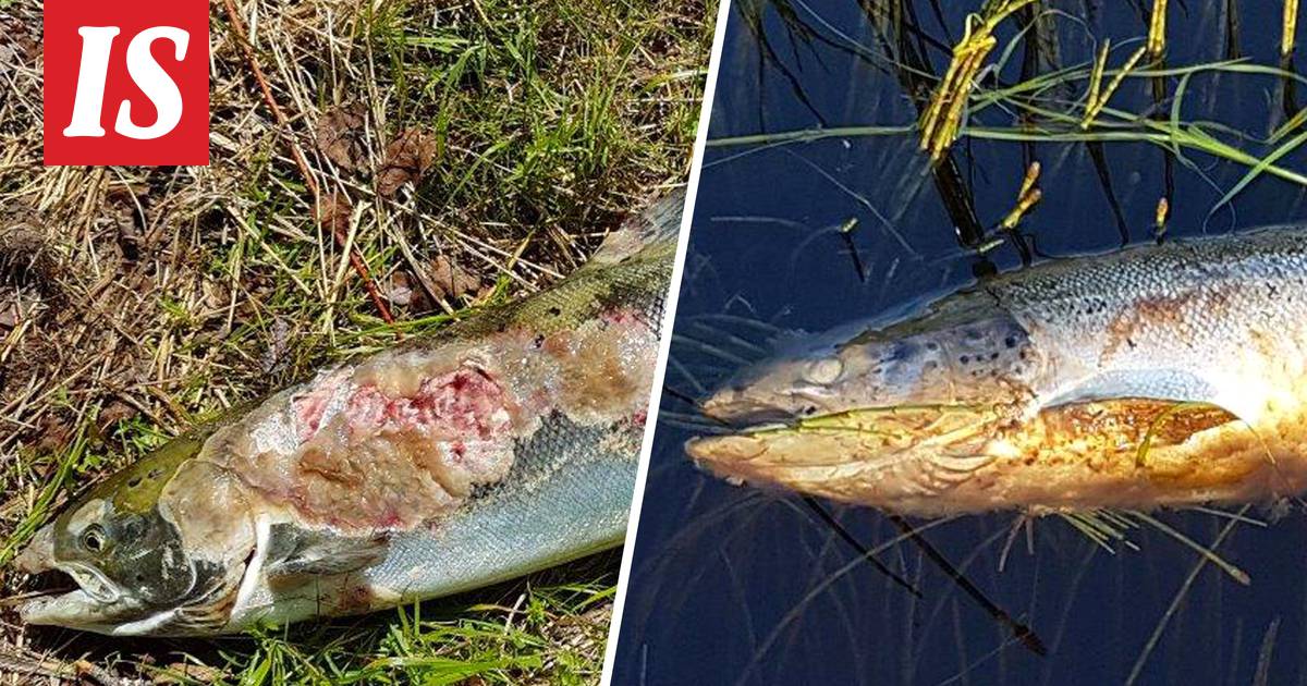 Koko ikänsä Tornionjoessa kalastanut Juha, 63, teki järkyttävän havainnon  lohista – kuvat: ”Jotain on pahasti pielessä” - Kotimaa - Ilta-Sanomat