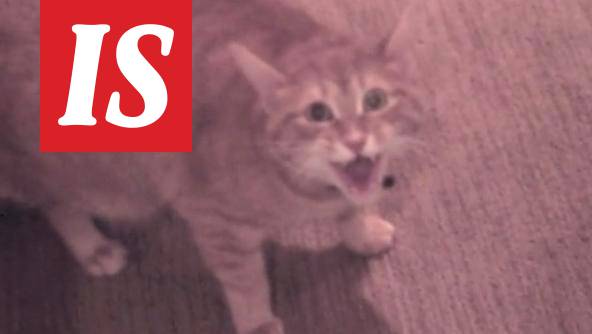 Video: Aggressiivinen kissa motitti miehen vessaan kesken kotibileitä -  Lemmikit - Ilta-Sanomat