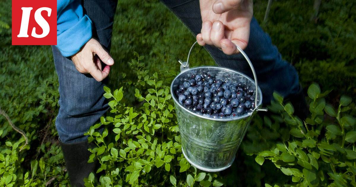 Tämän vuoksi suomalaista mustikkaa arvostetaan maailmalla erityisesti -  Ajankohtaista - Ilta-Sanomat