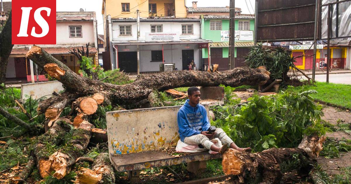 50 гиб. Человек встал на поваленное дерево. Человек сидит на поваленном дереве. Мадагаскар новости.