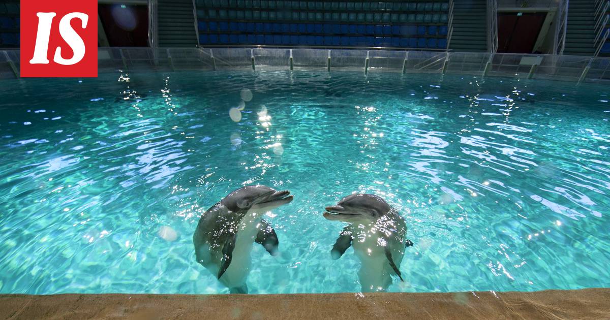 Särkänniemi vastaa Long Playn delfiini-syytöksiin: ”Me emme ole salanneet  mitään” - Kotimaa - Ilta-Sanomat