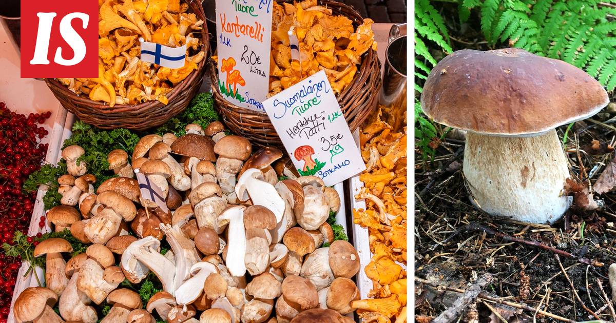 Vaarallinen sienipommi sai tutkijan mietteliääksi – Suomen ”sademetsissä”  muhii nyt poikkeuksellinen sato - Kotimaa - Ilta-Sanomat