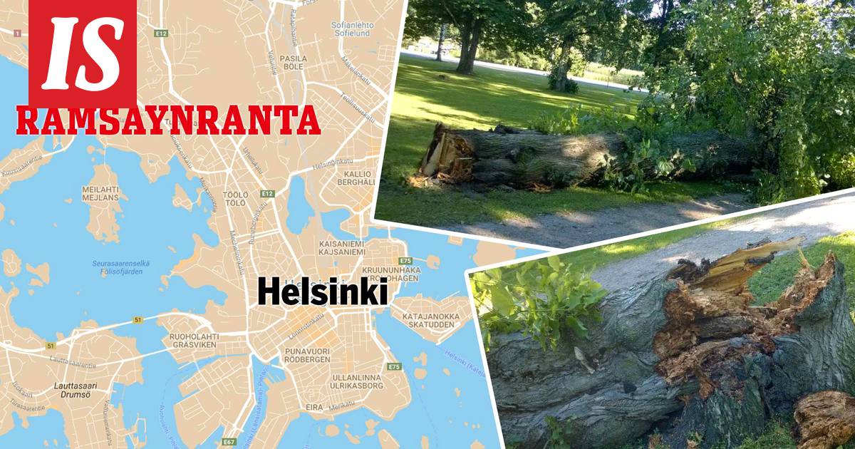 Jättimäinen satavuotias puuvanhus rojahti kävelytielle Helsingissä:  ”Alttiita kaatumaan kesäisin tuulenpuuskissa” - Kotimaa - Ilta-Sanomat