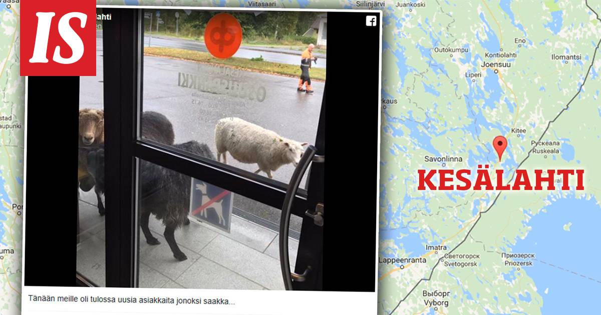 Viisi lammasta yritti käydä pankissa – ”Tänään meille oli tulossa uusia  asiakkaita jonoksi saakka...” - Kotimaa - Ilta-Sanomat