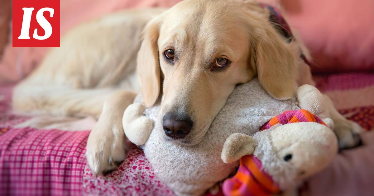 8 asiaa, jotka ovat vaaraksi koiralle - ”nieltynä erittäin myrkyllinen” -  Lemmikit - Ilta-Sanomat