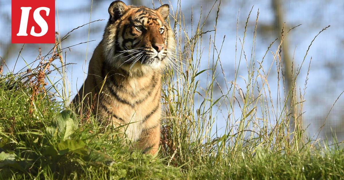 Hyviä uutisia! Tiikereiden määrä kasvanut ensimmäistä kertaa vuosikymmeniin  - Tiede - Ilta-Sanomat