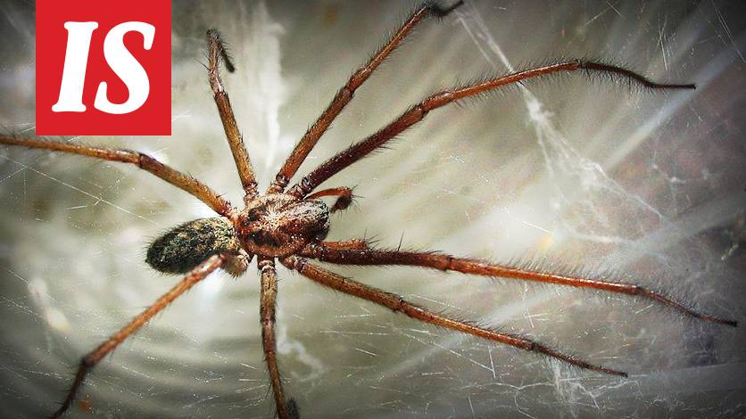 Kämmenenkokoiset hämähäkit rynnivät tosi tarkoituksella asuntoihin  Britanniassa - Asuminen - Ilta-Sanomat