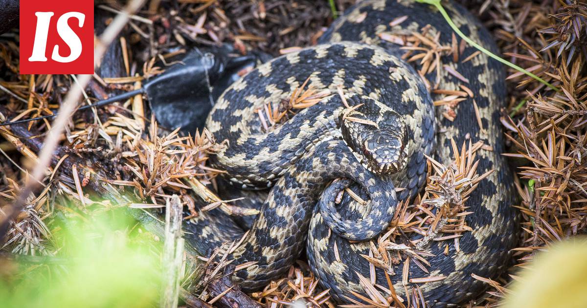 Miksi kyytä ei kannata tappaa? Vaikuttaa välillisesti punkkien määrään -  Terveys - Ilta-Sanomat