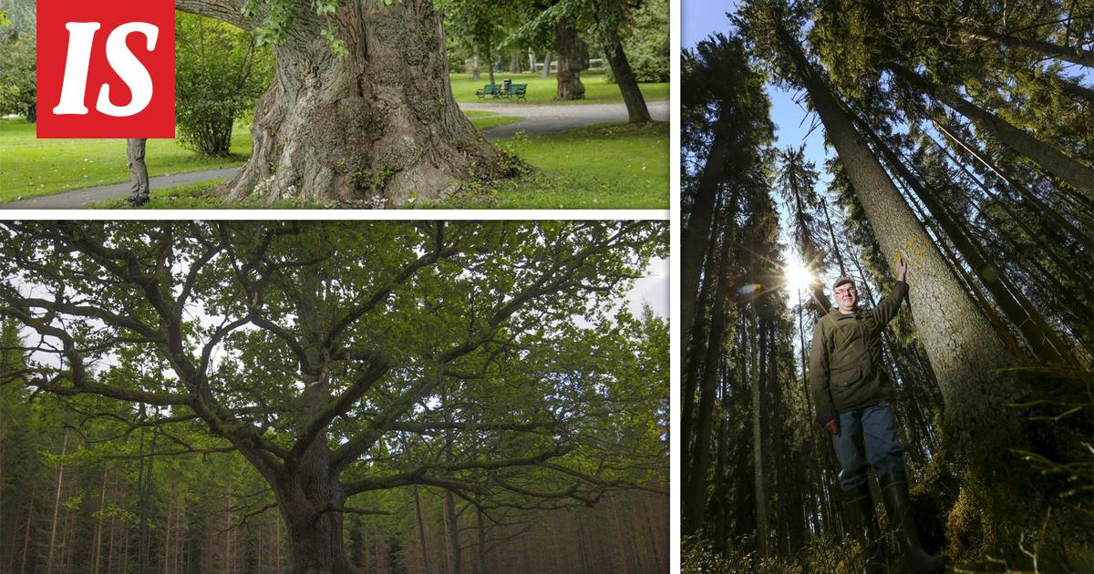 Tässä ovat Suomen suurin, kaunein ja pisin puu – kahta voi mennä helposti  katsomaan, mutta kolmas on keskellä aarniometsää - Suomi 100 - Ilta-Sanomat