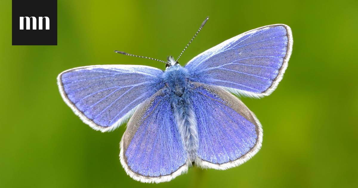 Perhosvisa: testaa, tunnistatko perhoset kuvasta - Vapaalla - Ilta-Sanomat