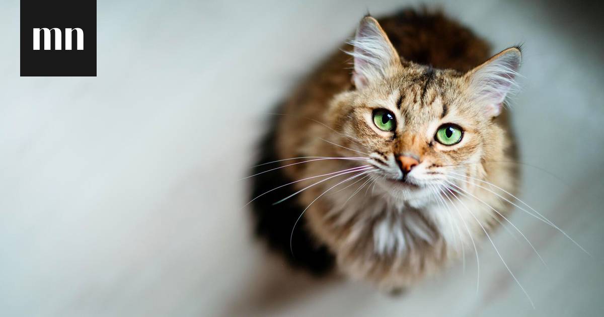 Tiesitkö, että vääränlainen ruokakuppi voi olla kissalle haitaksi?  Eläinlääkäri kertoo, miksi – syy ei ole välttämättä se, mitä luulet -  Vapaalla - Ilta-Sanomat