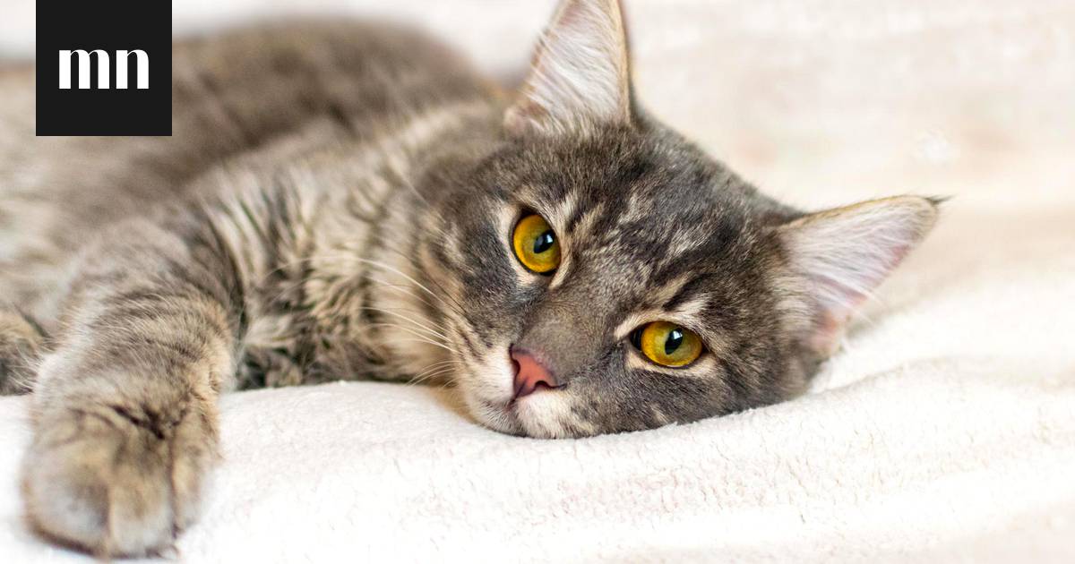 Eläinlääkäri kumoaa 3 yleistä harhaluuloa kissoista – ja kertoo  hälytysmerkit, joista voi huomata lemmikin huonovointisuuden - Vapaalla -  Ilta-Sanomat